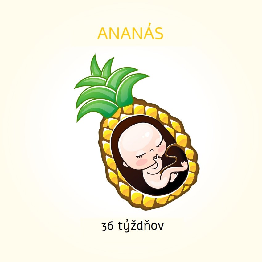 36. týždeň tehotenstva veľkosť dieťaťa