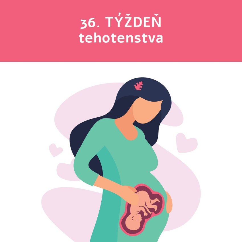36. týždeň tehotenstva veľkosť bruška