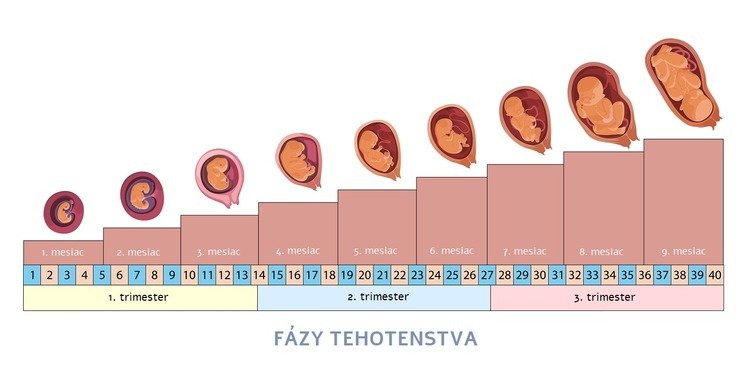 Ako sa počítajú týždne tehotenstva trimestre