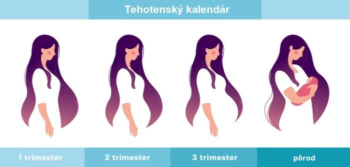 Tehotenské bruško trimestre